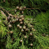 CALLITRIS canescens | Cypress pine