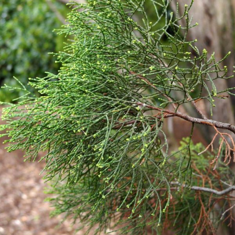 CALLITRIS verrucosa | Scrub Cypress Pine