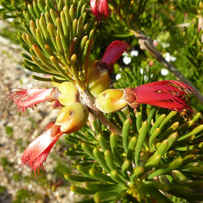 CALOTHAMNUS validus - Barrens Clawflower | Image credit Geoff Derrin 4.0 International (CC BY-SA 4.0)