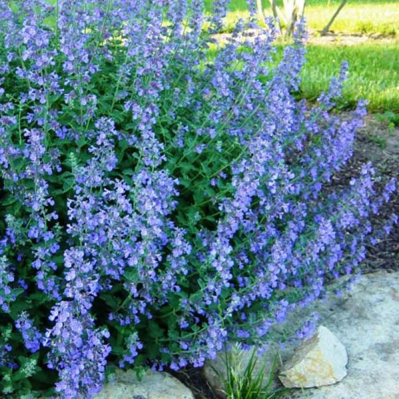 CATMINT | 