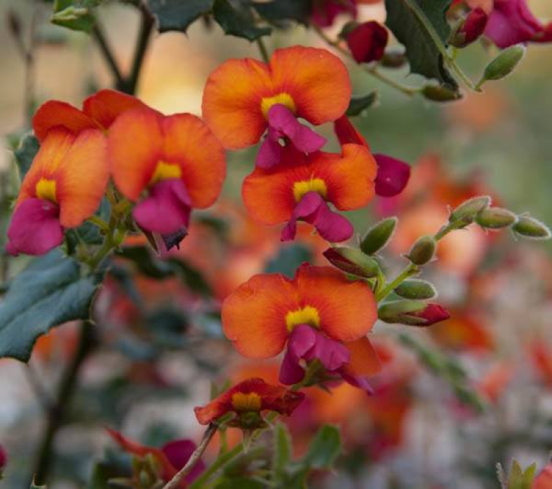 CHORIZEMA retrorsum - Large Flowered Flame Pea | 