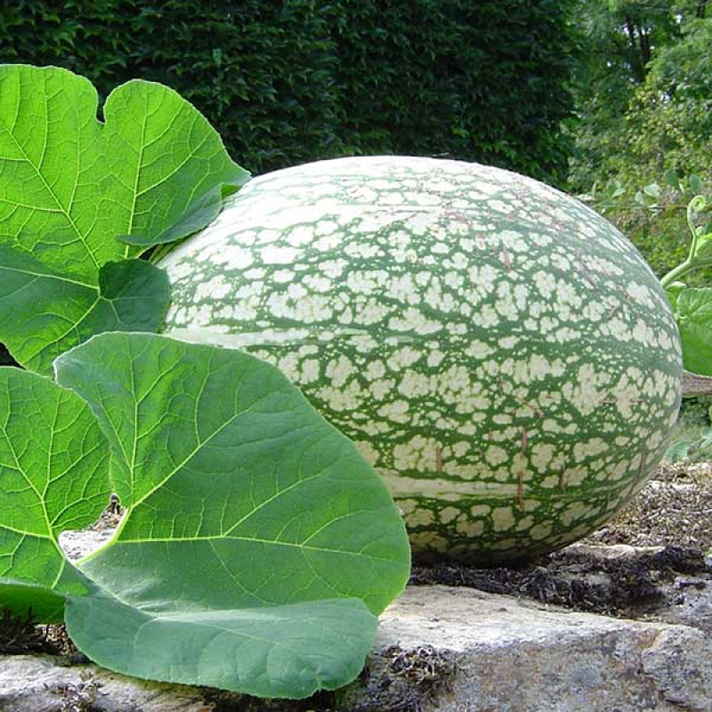 SQUASH Chilacayote - Fig Leaf Gourd | Image by Eréales Kille Attribution-ShareAlike 1.0 Generic (CC BY-SA 1.0)