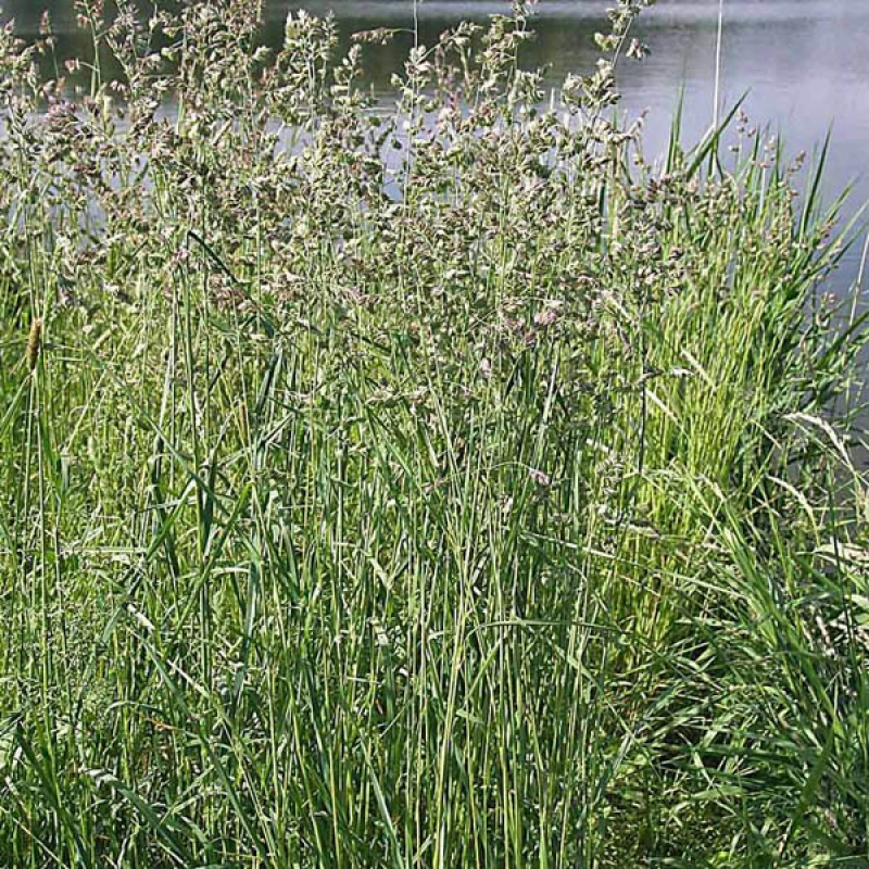 DACTYLIS Cat Grass | 