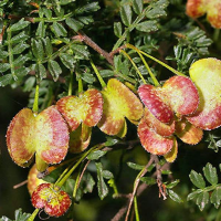 DODONAEA boroniifolia | Hairy Hop Bush