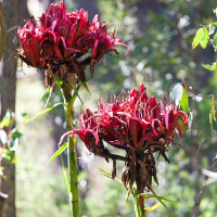 DORYANTHES excelsa | Giant Flame Lily