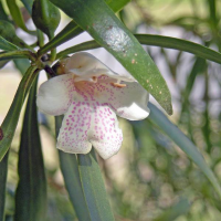 EREMOPHILA bignonifolia | Gooramurra