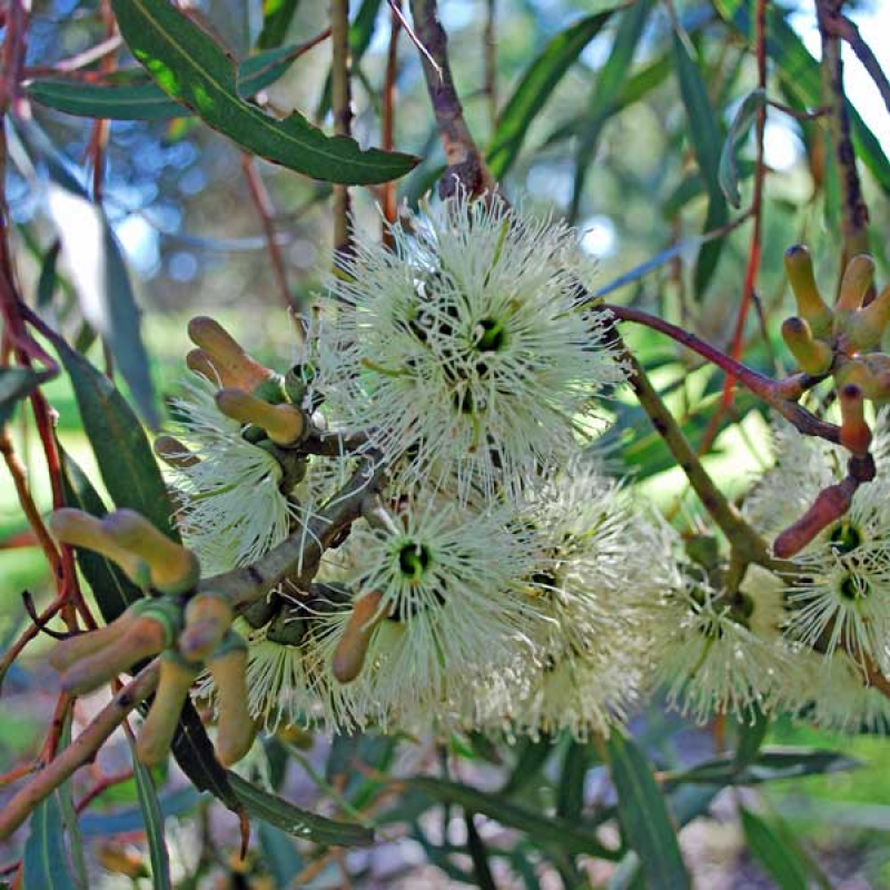 EUCALYPTUS annulata - Open Fruited Mallee | Image by Sydney Oats CC 2.0