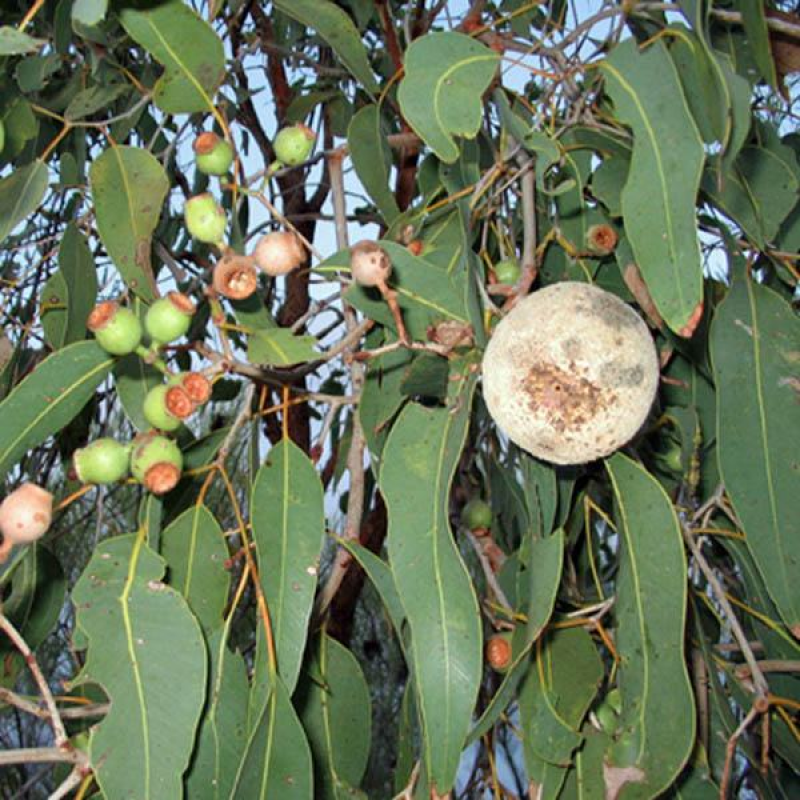EUCALYPTUS terminalis | Desert Bloodwood or Bush Coconut