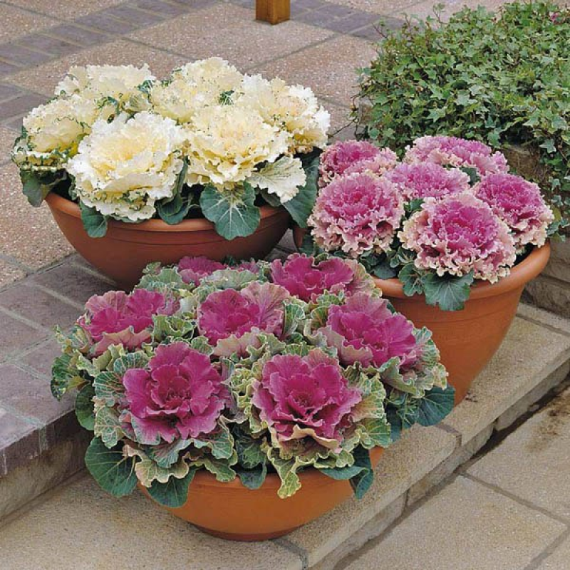 FLOWERING Cabbage Mixed Colours | 