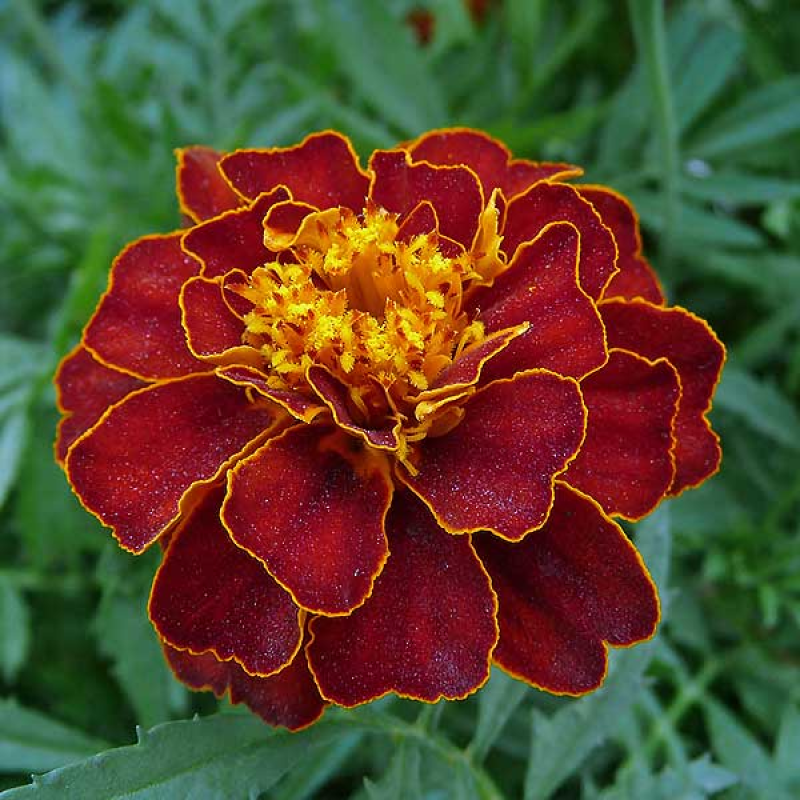 FRENCH Marigold Red Cherry - TAGETES patula | Image by George Chernilevsky