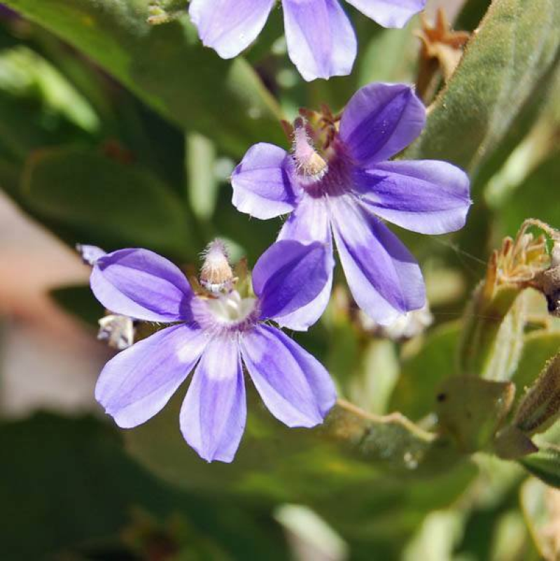 GOODENIA scaevolina | Blue Fan Flower