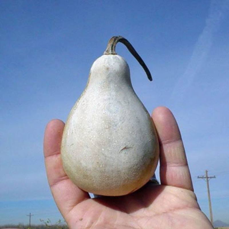 White Pear Gourd | 