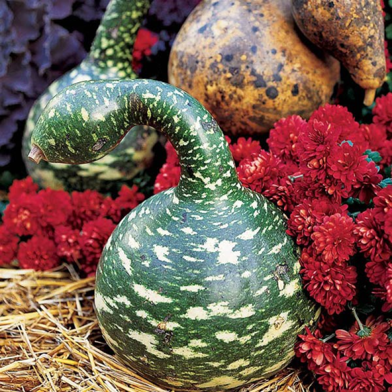 Speckled Swan Gourd | 