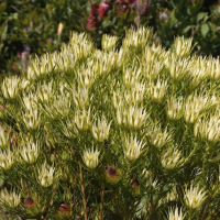 LEUCADENDRON spissifolium ssp. fragrans