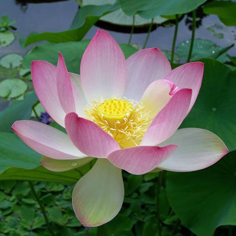 Nelumbo nucifera Lotus | 