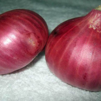 ONION Tanami Red