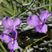 PATERSONIA occidentalis | Native Iris