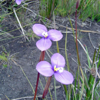 PATERSONIA occidentalis | Native iris
