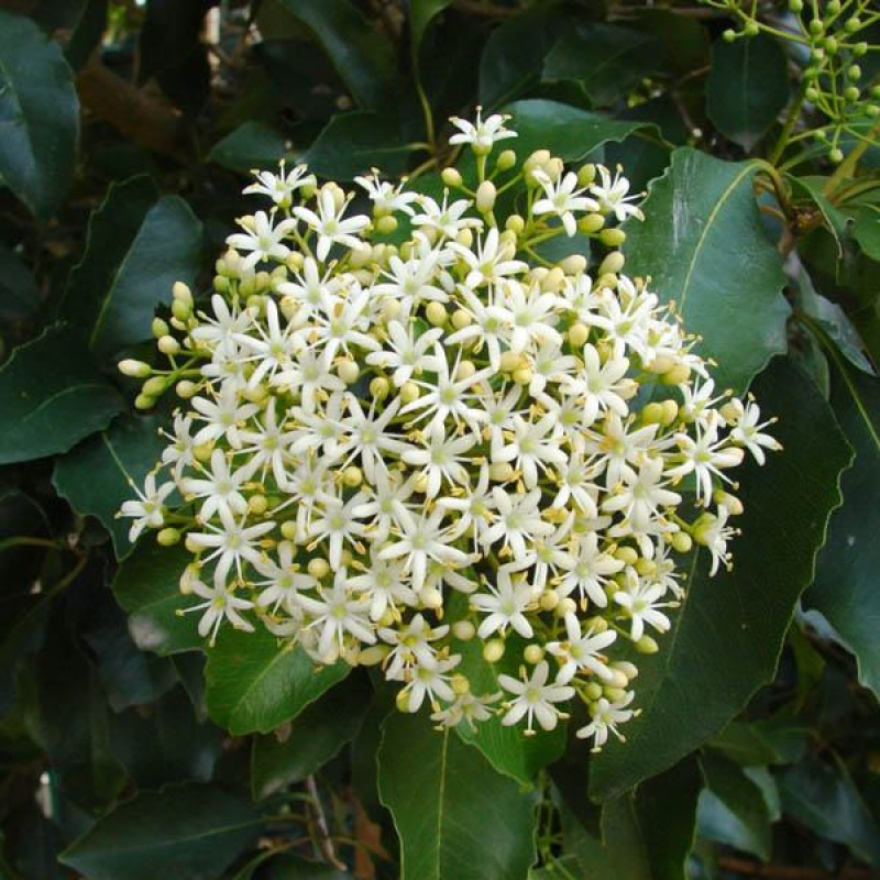 AURANTICARPA rhombifolium | (PITTOSPORUM)