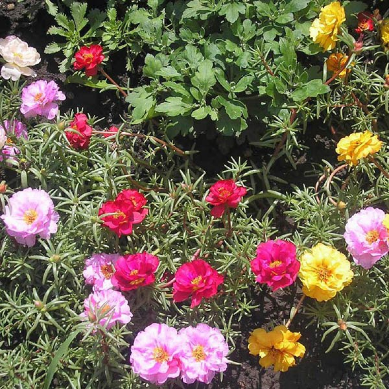PORTULACA Double Flowered mix | 