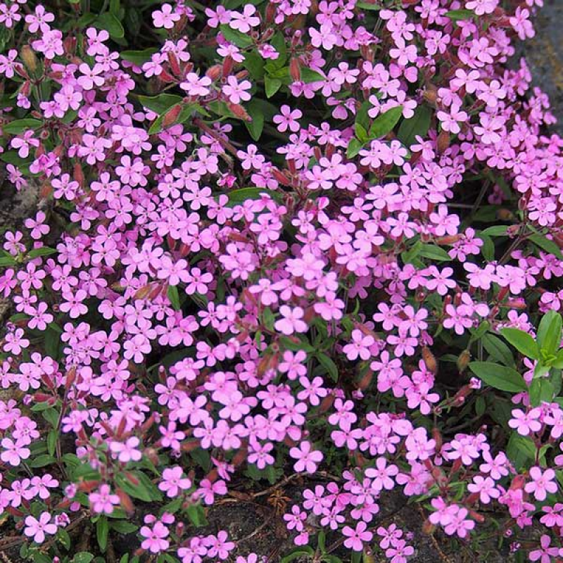 SAPONARIA ocymoides - SOAPWORT Pink | Image by Agnieszka Kwiecień SA 4.0 International