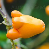 SOLANMUM mammosum | Nipple Fruit