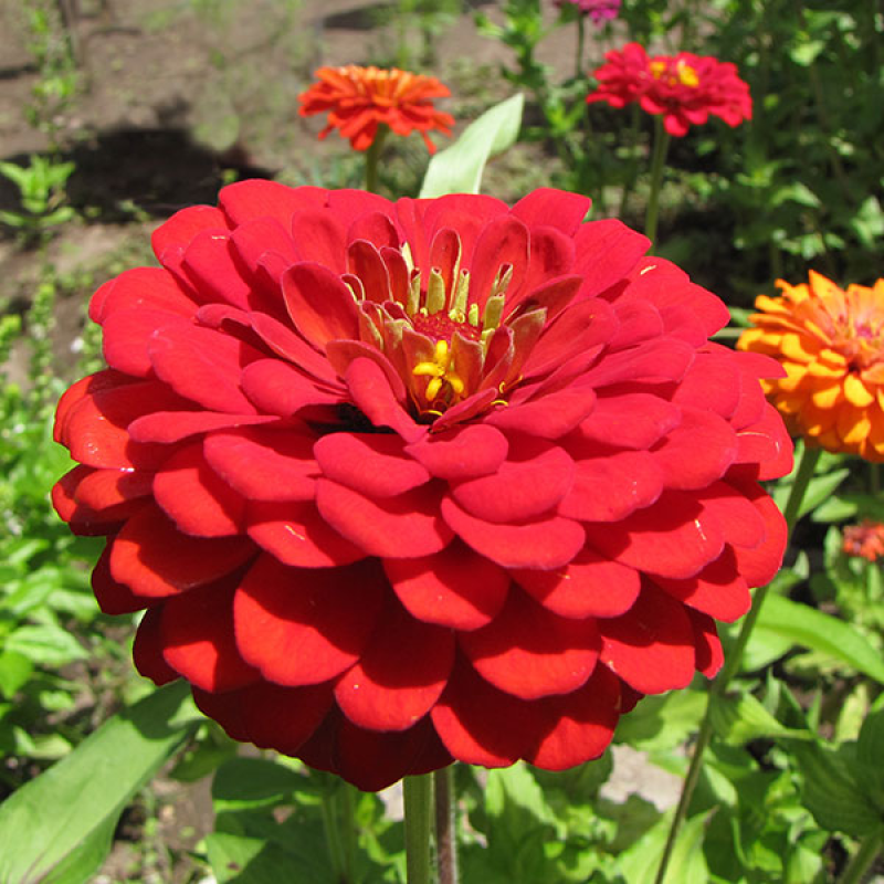ZINNIA elegans - Will Rogers | *Image by ZooFari 3.0 Unported CC BY-SA 3.0 (Resized)