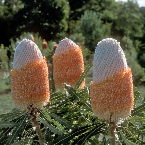 「Banksia prionotes」的圖片搜尋結果
