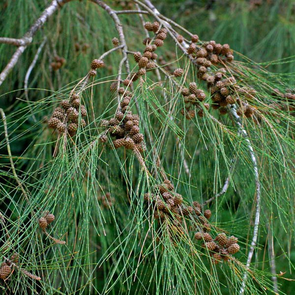 Resultado de imagen de Casuarina equisetifolia