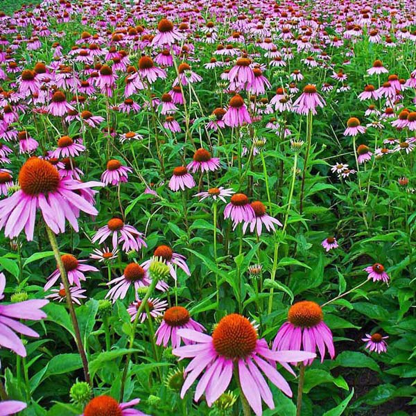 Image result for herb plant echinacea