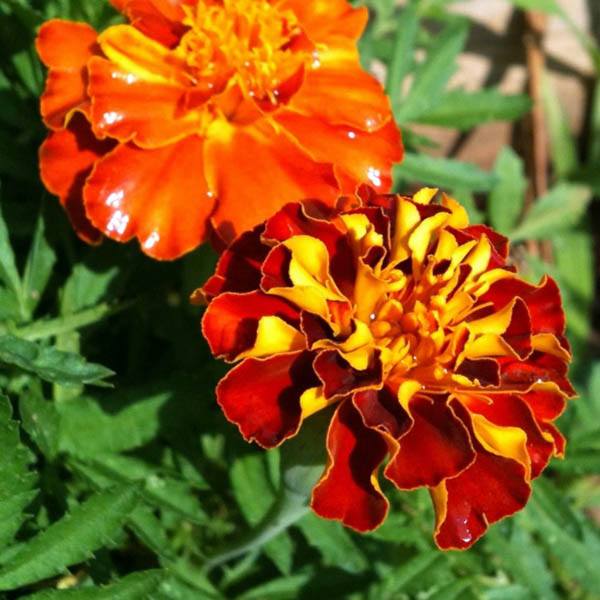 Australian Seed - FRENCH Marigold Sparky Mix