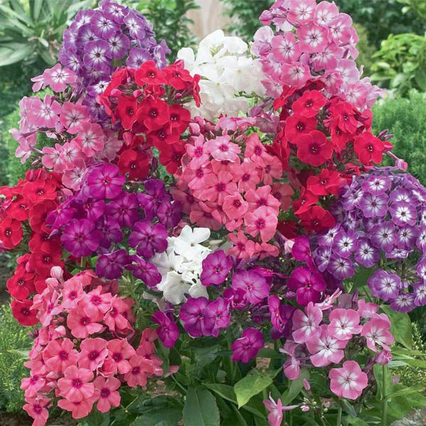 https://australianseed.com/persistent/catalogue_images/products/phlox-cecily-mix.jpg